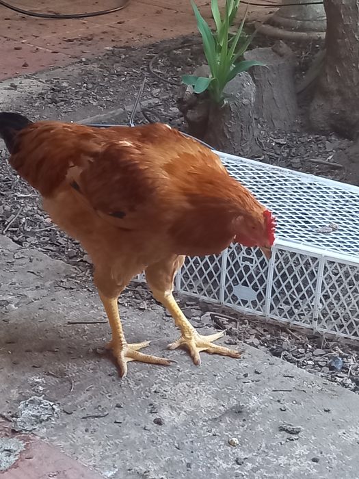 Ovos Galados de Galinhas Poedeiras