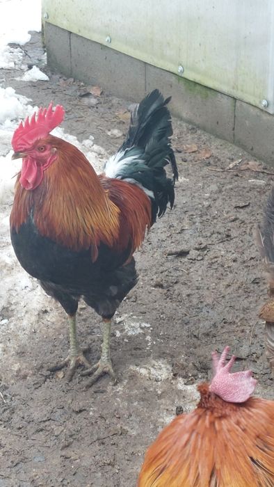 Kogut zielononóżki