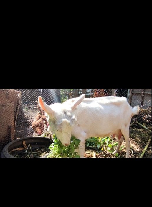 Коза кізка кози козочка