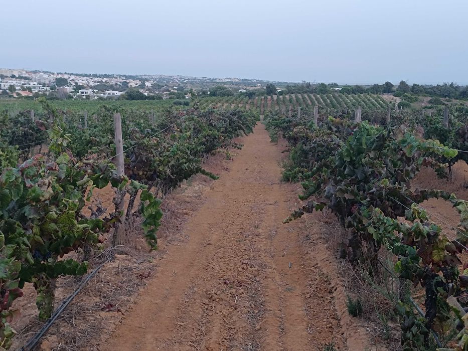 Uvas para Vinho de Excelente Qualidade – Tintas e Brancas kg (A partir de 22 de Agosto)