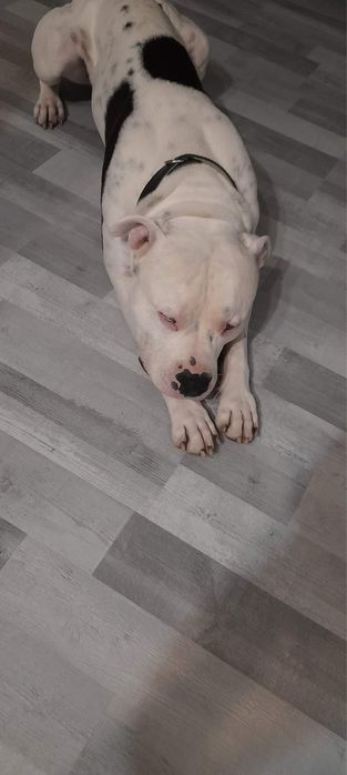 Chapo amstaff do adopcji