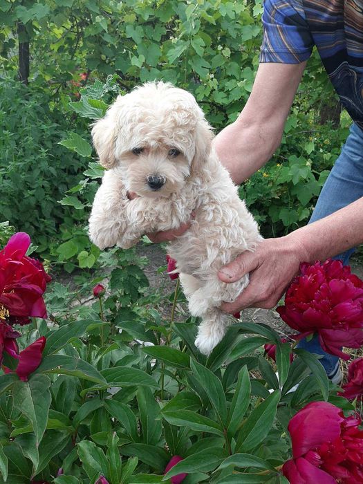 Мультипу. Мальчик F1. SEM. 17.03.2024. ГАРНА ЦІНА !!!