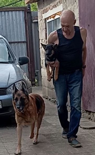 Девочки 2,5 мес .от яркой,крупной пары из питомника.