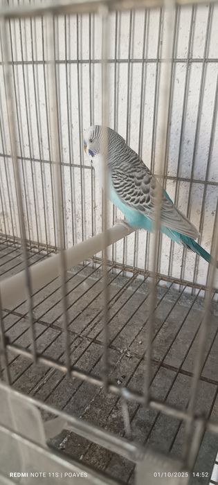 Periquitos mutação