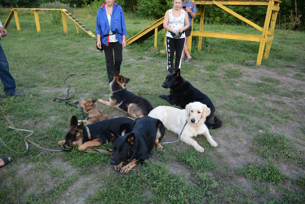 Кинолог. Профессійне дресерування собак.