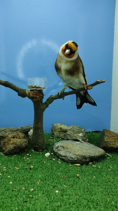 Major clássicos e com mutação