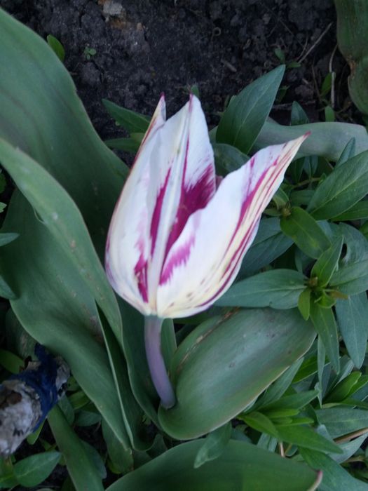 Багаторічні квіти