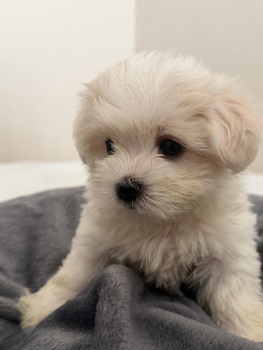 Bichon Maltes disponivel.