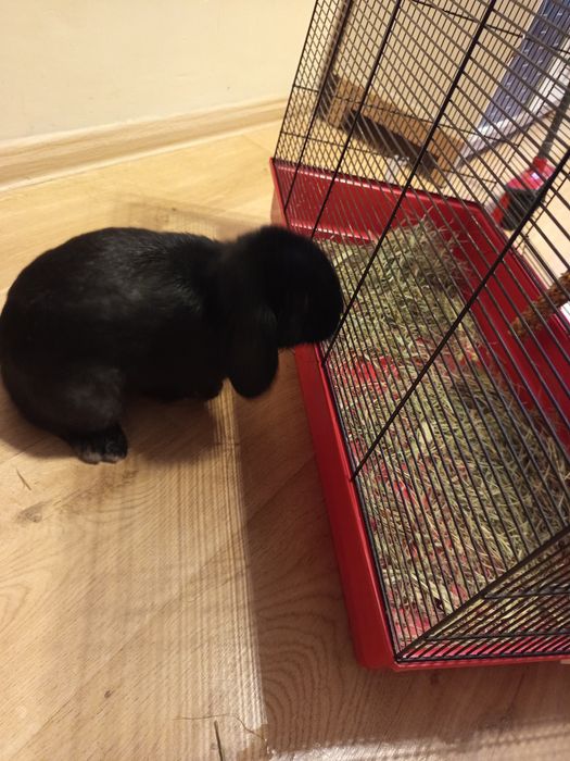 Królik mini lop  wraz z klatką