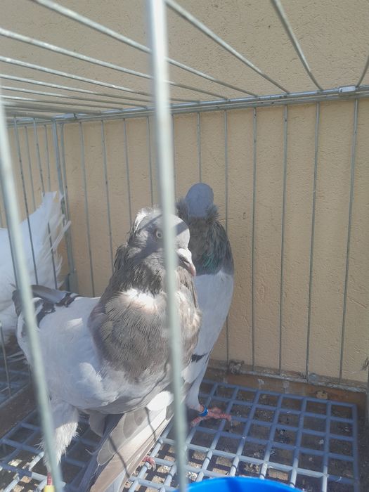 Sprzedam parę parzystą.