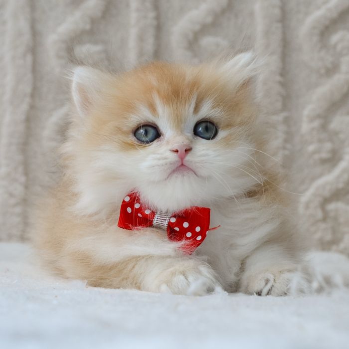 Чудовий малюк золота шиншила