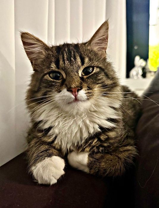 Teodor śliczny kocurek do adopcji