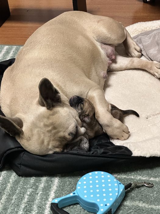 Продам французького бульдога