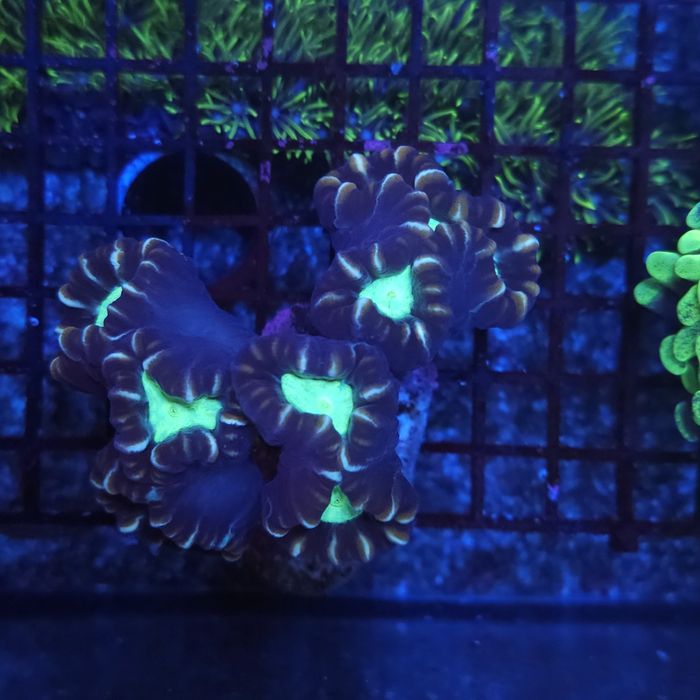 Caulastrea Candy cane 1H Akwarystyka morska