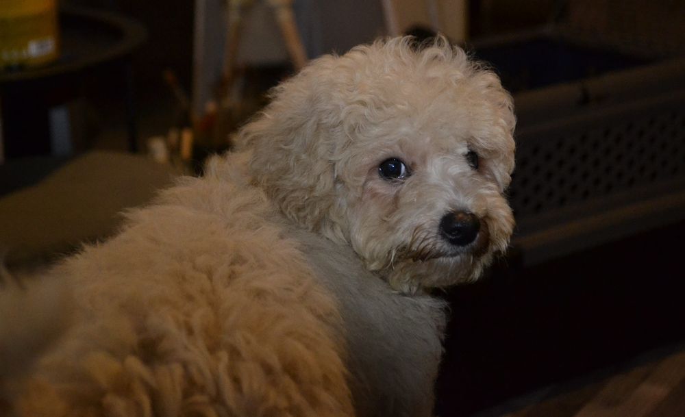 Maltipoo piesek BENIO