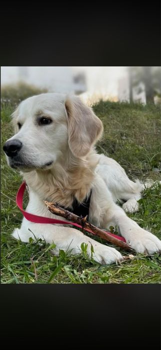 Petsitter Warszawa
