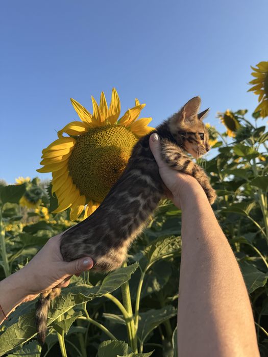 Бенгальські кошенята
