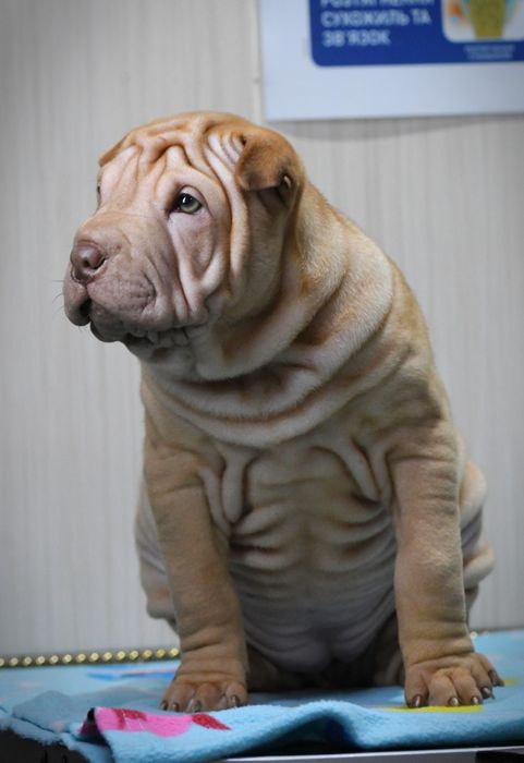 Шарпей дівчинка шукає нову родину