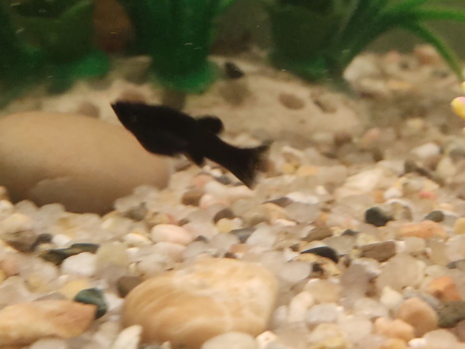 Black e yellow Mollys vendo ou troco por outras espécies