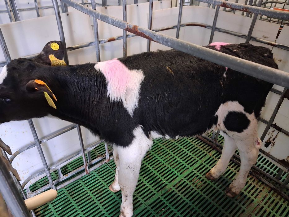 byczki cielęta cielaki polskie