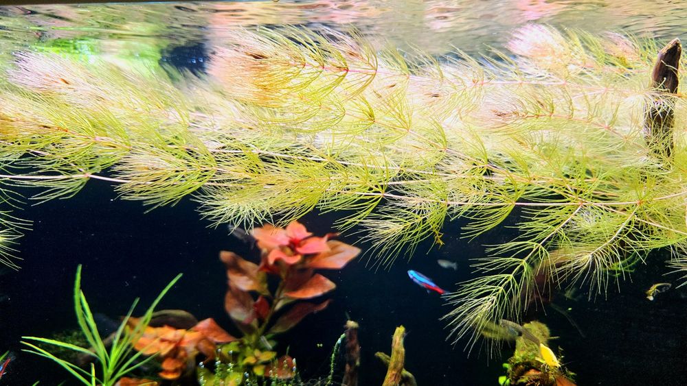 Rośliny akwariowe - bez ślimaków