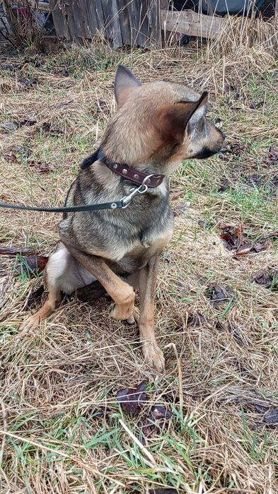 Цуценята в добрі руки