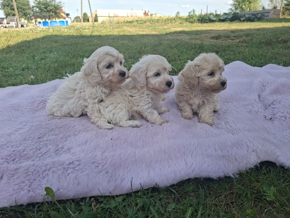 Piesek Maltipoo    .