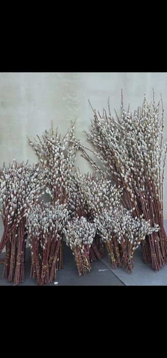 Sprzedam bazie kotki