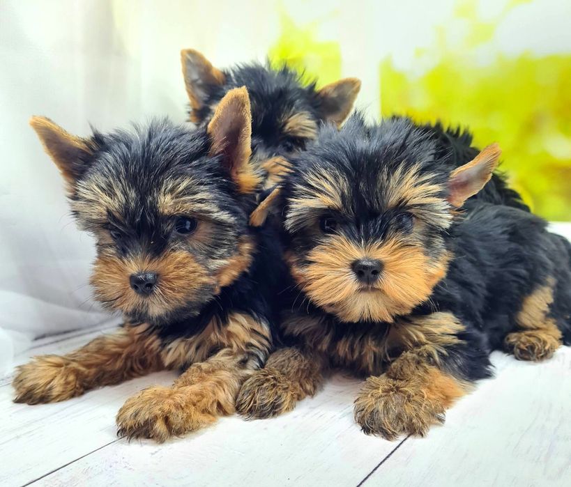 Терміновий продаж якісних  йорків ,бебі фейс.KCY