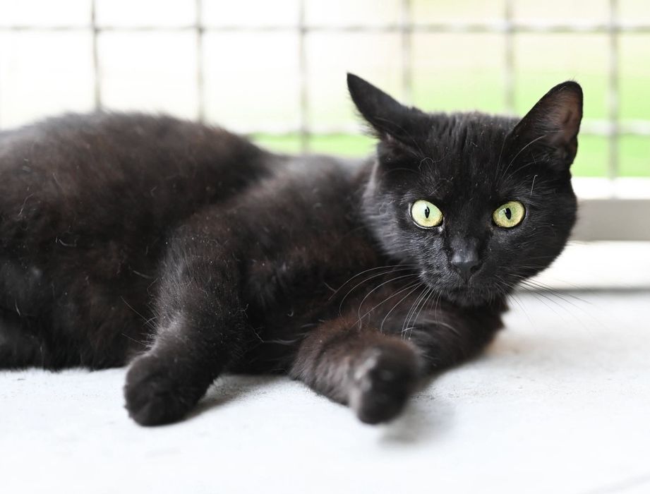 Adele czeka na adopcje