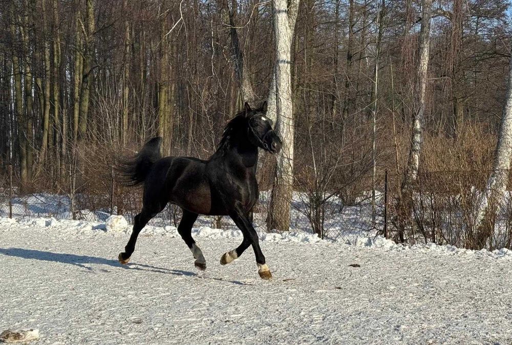 Ogier śląski po NOMENIE  - dotacyjny