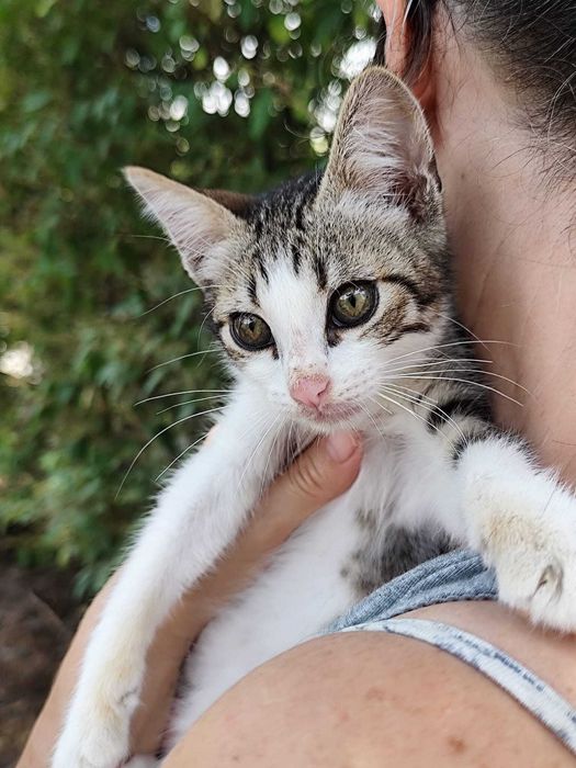 GATINHOS BEBÉS (Machos) - Para Adoção