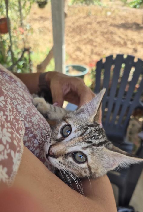 Gatinhos para dar