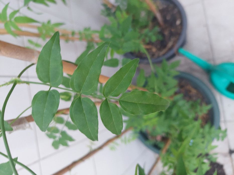 Jasmin-branco (Jasminum of ficinale)