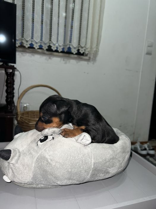 Pincher Mini ULTIMO menino