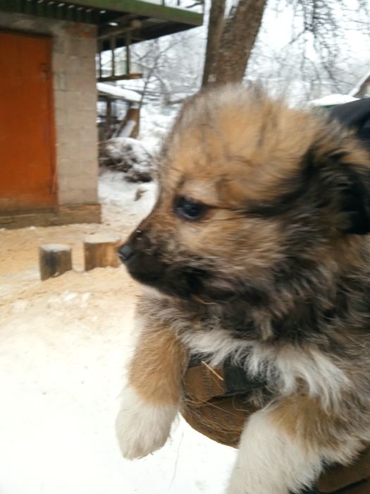 Віддам у дбайливі ручки цуценят.