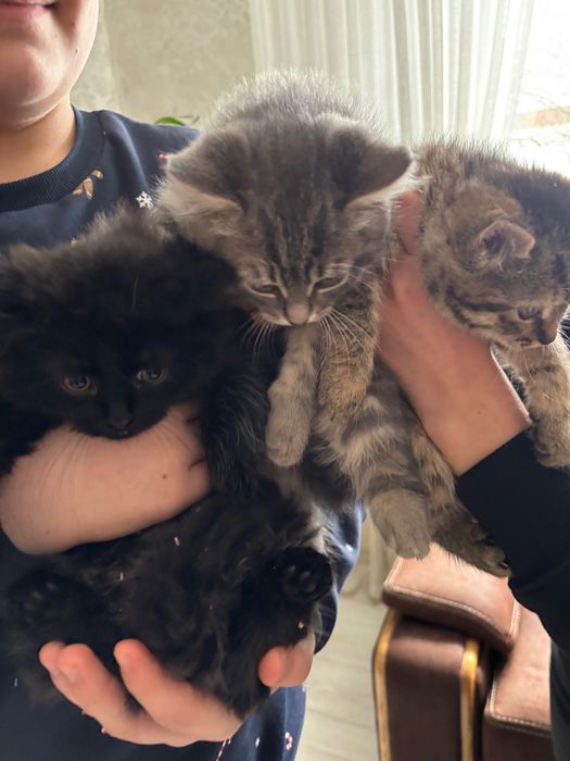 Віддам кошенят безкоштовно