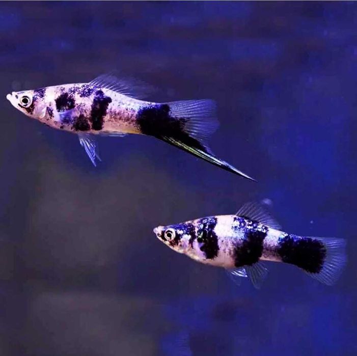 Mieczyk Marble, Mieczyk Nakrapiany