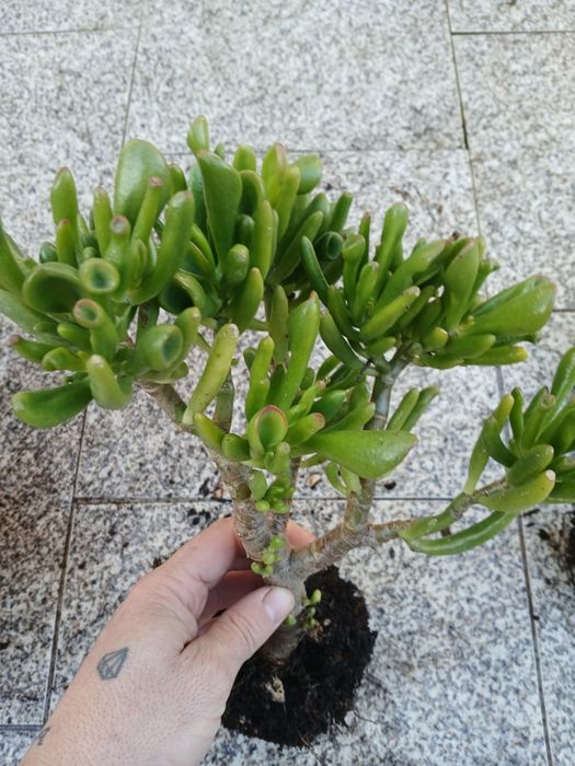 Suculenta orelhas de shreck