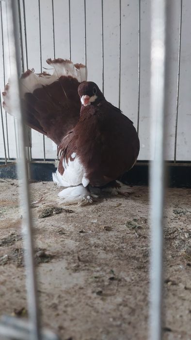 Wołżański wołżańskie