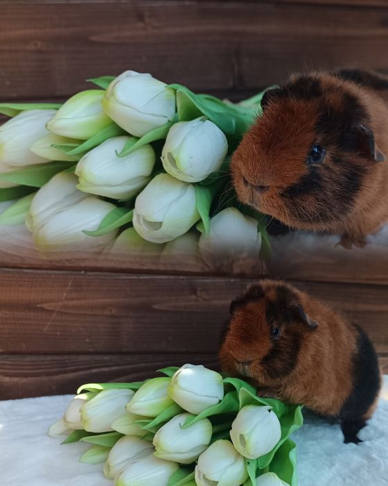 Świnka morska US Teddy ,kawia domowa  gładkowłosa