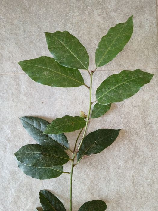 Folhas de louro frescas ou secas – Torres Vedras – colheita manual