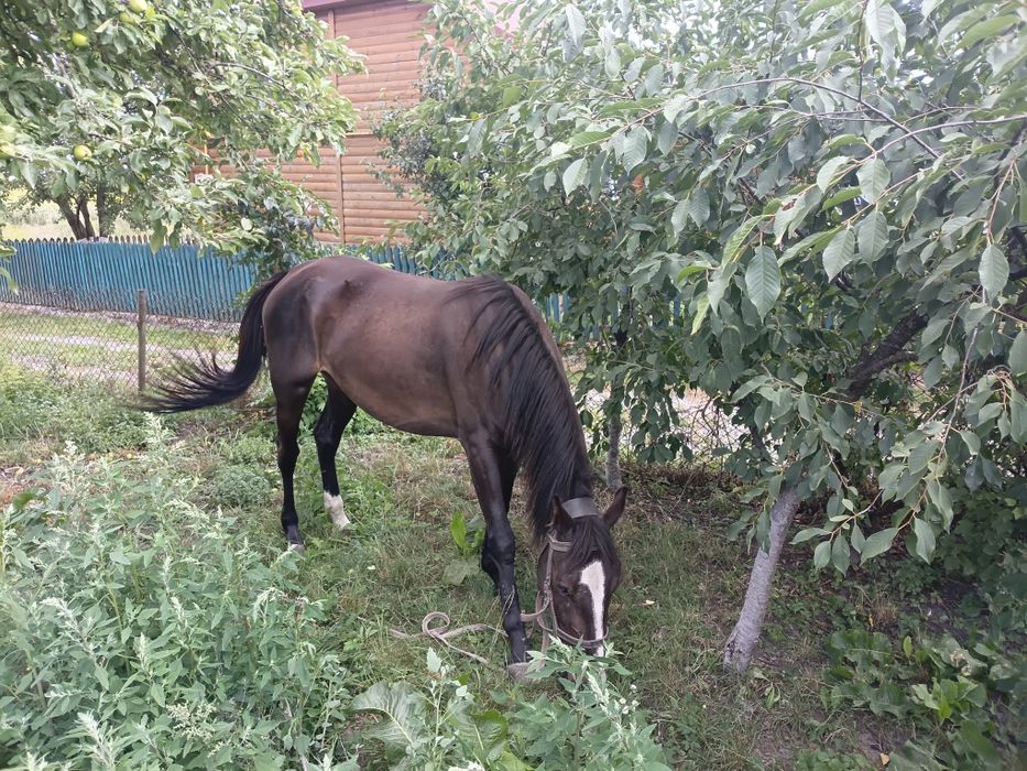 Продам спокійну кобилу
