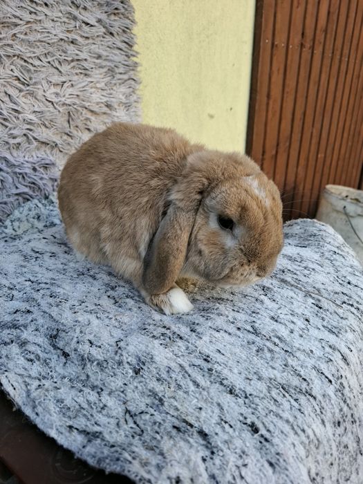 Sprzedam samca mini lop