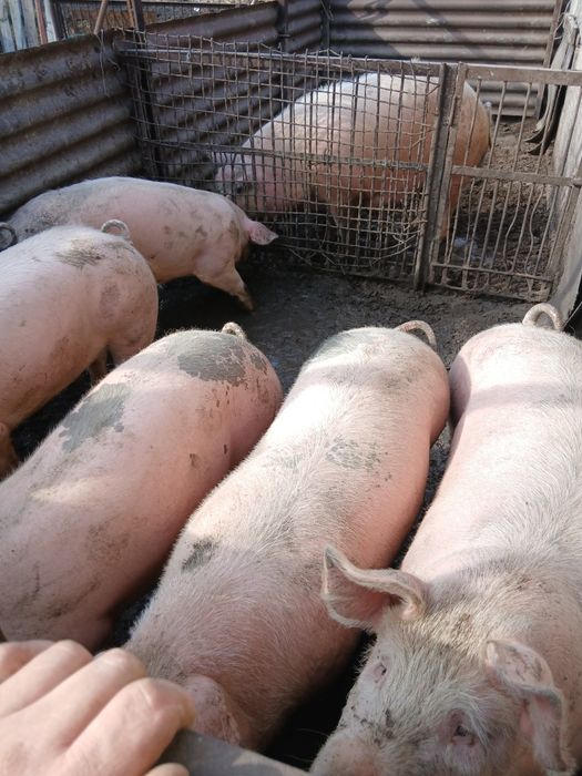 Продажа свиней .