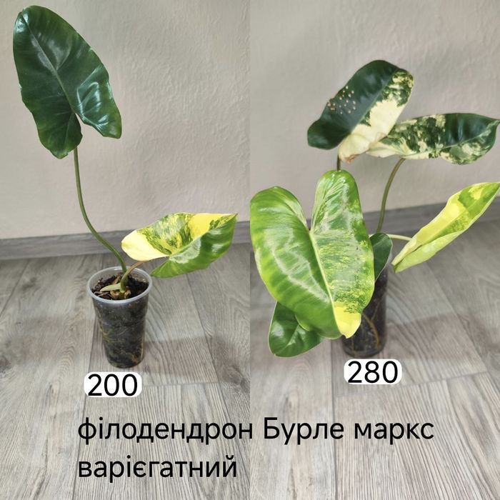 Філодендрон карамель марбл гелексі Індонезійський, фікус шріверіана муншайн, аглаонема лемон мінт, філ медуза/бурле маркс