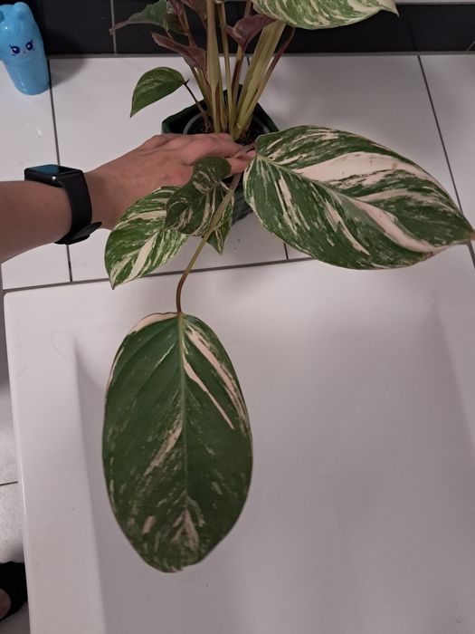 Calathea glazie pieknie wybarwiona