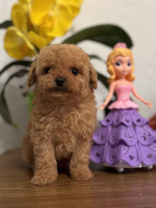 Міні красунечка мальтіпу