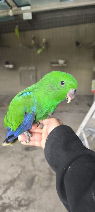 Papagaios écletus para acabar de criar a mão