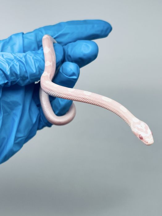 Wąż zbożowy węże zbożowe transport wyprawka